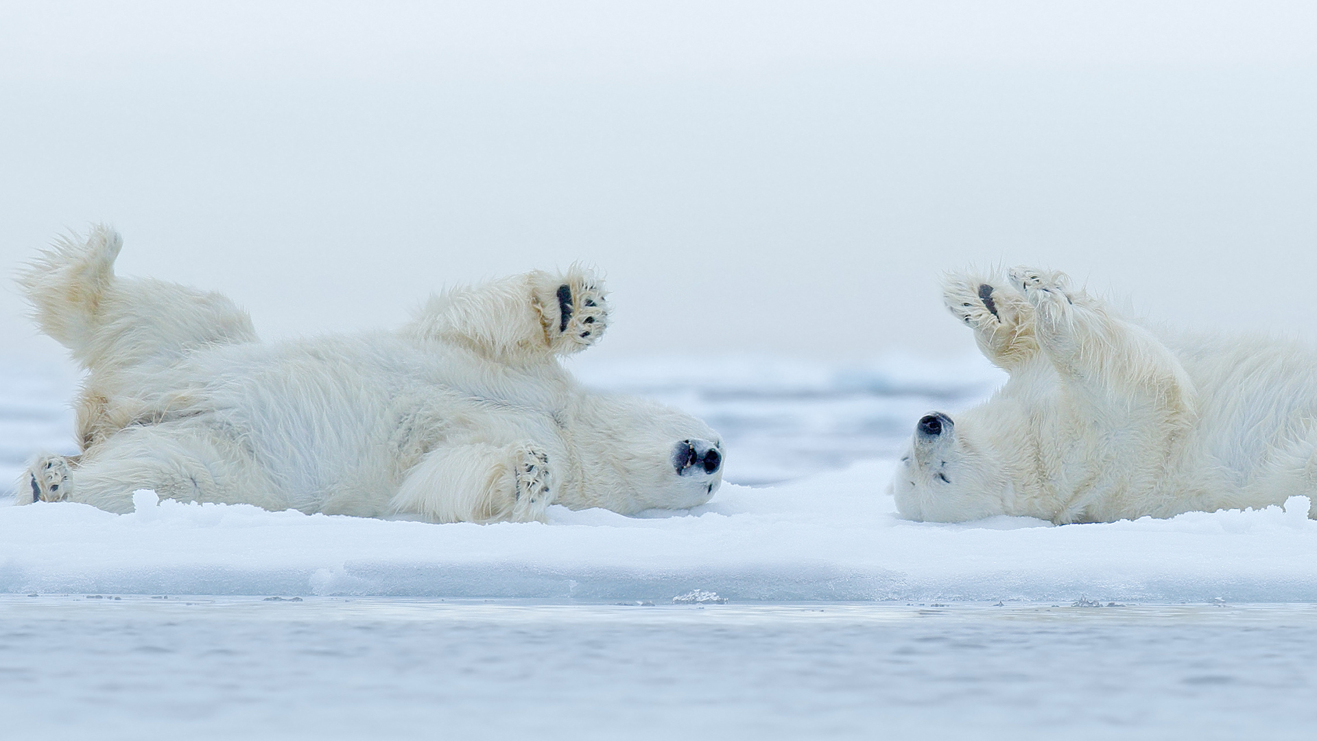 img_2_polar_bear_background_1920x1080.jpg